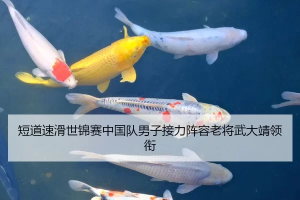 短道速滑世锦赛中国队男子接力阵容老将武大靖领衔